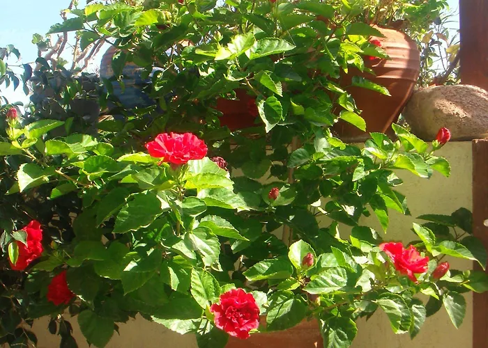 Argonaftes 3* Firostefani