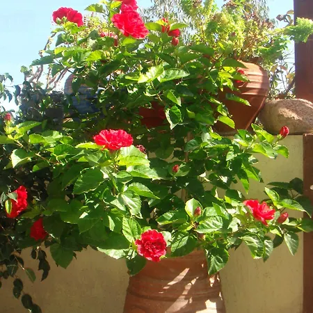 Argonaftes 3* Firostefani